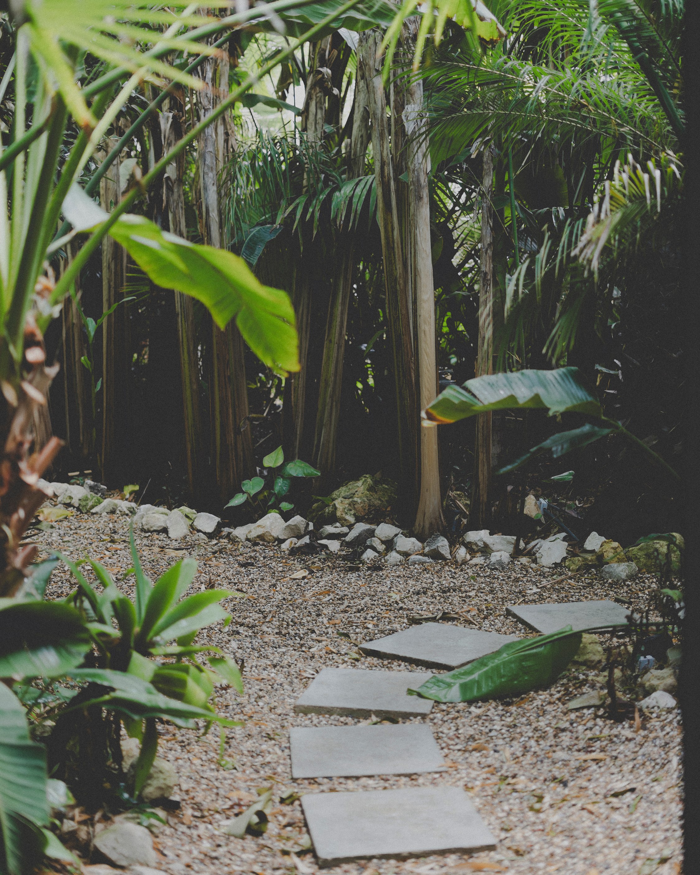 Tropical garden pathway with stepping stones through lush palm trees